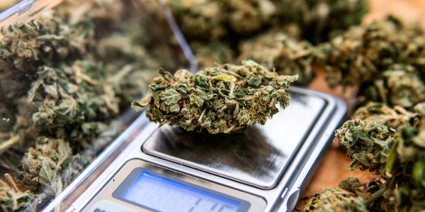 Überprüfung Frischer Marihuana Knospen Männlichen Händen — Stockfoto