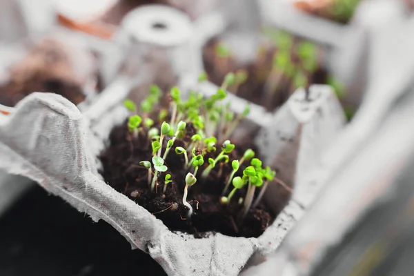 Jardinagem Urbana Cultivo Legumes Casa Manjericão Plantas Bebê Super Alimento — Fotografia de Stock