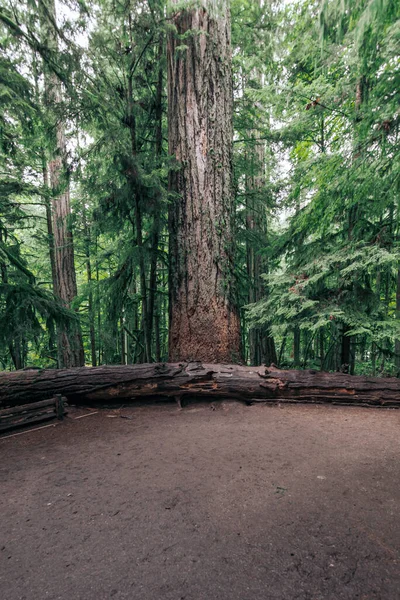 Μεγάλο Douglas Δίπλα Στο Νεκρό Δέντρο Στο Νησί Macmillan Park — Φωτογραφία Αρχείου
