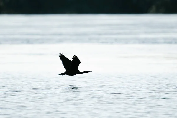 Silhouette Cormoran Nageant Juste Dessus Puget Sound — Photo