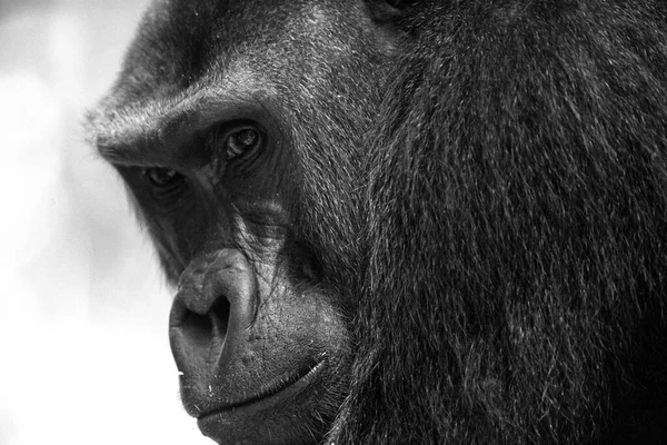 Western Lowland Gorilla Gorilla Gorilla Gorilla Maschio Argenteo Dominante Bai — Foto Stock