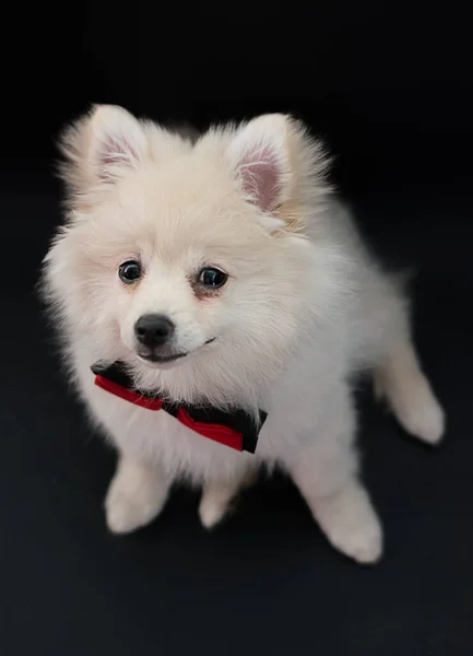 Niedliche Doggy Schönes Pommersches Welpenporträt Ist Ein Niedliches Hunde Haustier — Stockfoto