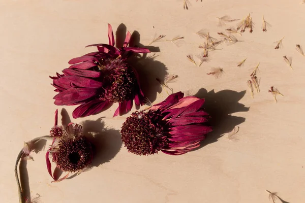 Dry Flowers Table Close — Fotografia de Stock