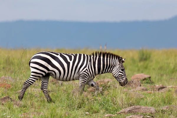 Zebra Family Grazes Savanna Close Proximity Other Animals — Stock Photo, Image