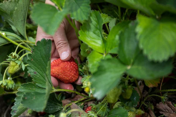 Van Boven Anonieme Persoon Die Rijpe Aardbeien Oogst Van Planten — Stockfoto