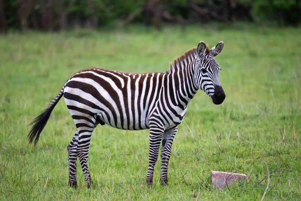 Quelques Zèbres Milieu Savane Kenya — Photo