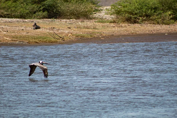 Pelicano Sobrevoando Rio Costeiro — Fotografia de Stock