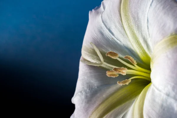 Çiçeğin Makro Görünümü — Stok fotoğraf