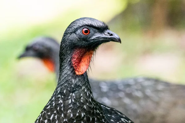 Пара Черных Птиц Красным Горлом Зеленом Атлантическом Рейве Серринья Аламбари — стоковое фото
