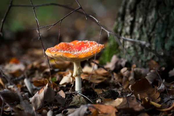 Voe Amanita Floresta Perto Gro Kris Alemanha — Fotografia de Stock