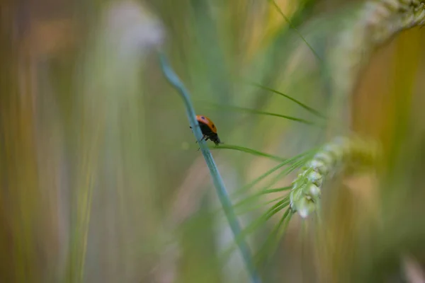 Fechar Rastejar Ladybird Uma Cevada Campo Verão — Fotografia de Stock