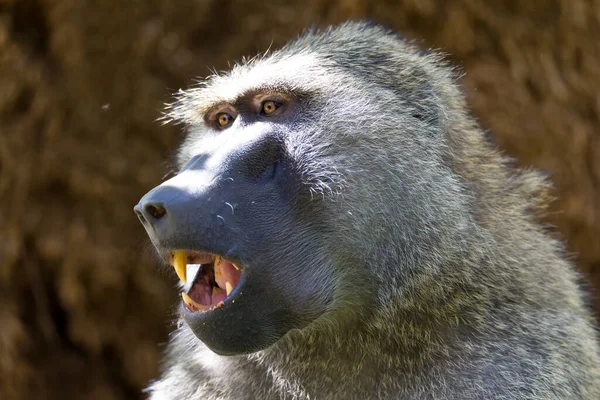 Babuino Encontrado Una Fruta Come — Foto de Stock