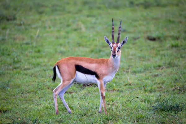 Eine Thomson Gazelle Der Graslandschaft Der Savanne Kenia — Stockfoto