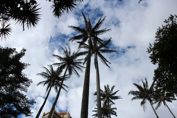 Beautiful Tall Palm Trees Blue Beach Sky — Foto de Stock