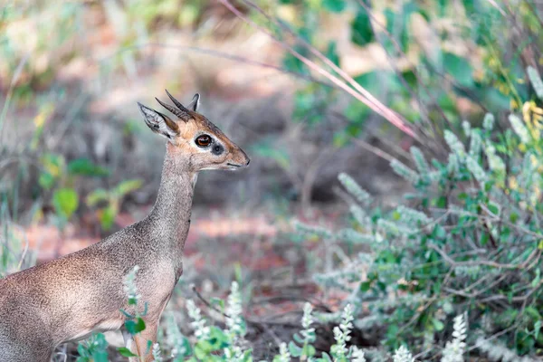 Antilope Nel Mezzo Della Savana Del Kenya — Foto Stock