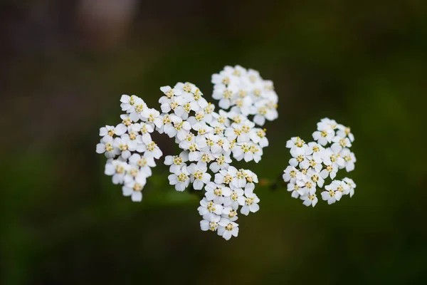 Primer Plano Foto Macro Milenrama Floreciente Blanca Con Fondo Borroso — Foto de Stock