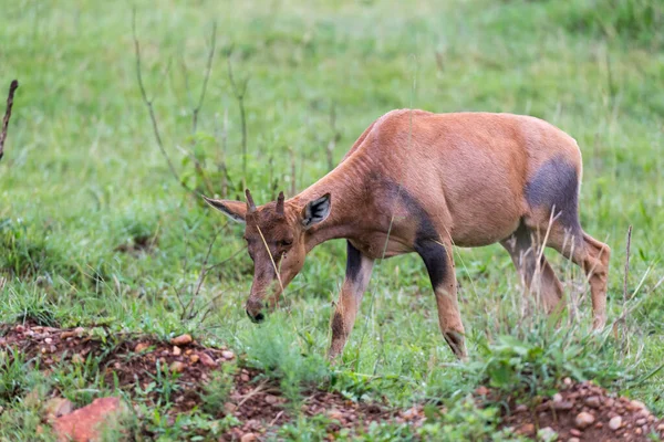 Una Topi Gazelle Nella Savana Keniota Mezzo Paesaggio Erboso — Foto Stock