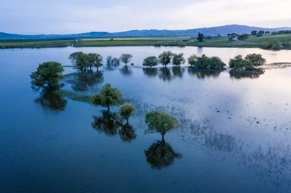 Flooded Tree Green Cali Hillside Dusk Aerial — Stock Photo, Image