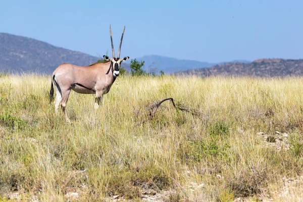 Antílope Meio Savana Quênia — Fotografia de Stock