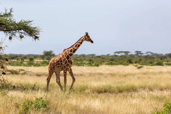 Giraff Går Genom Savannen Mellan Växterna — Stockfoto