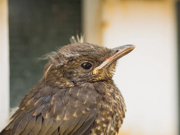 European Blackbird Chick Has Just Left Nest — Stock Photo, Image