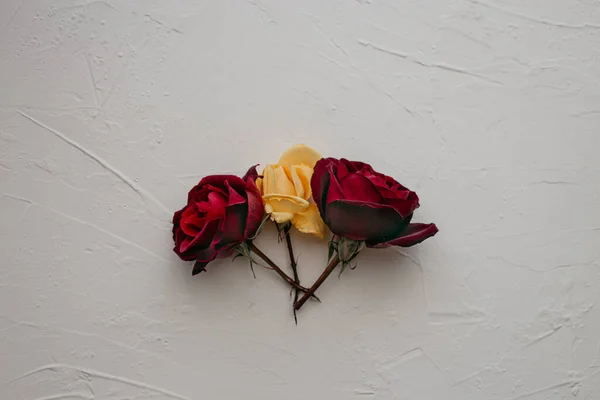 Tres Rosas Sobre Fondo Blanco — Foto de Stock