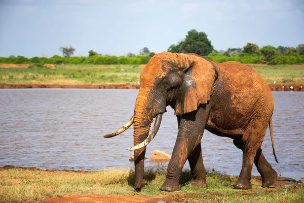 Ein Großer Roter Elefant Nach Dem Baden Der Nähe Eines — Stockfoto