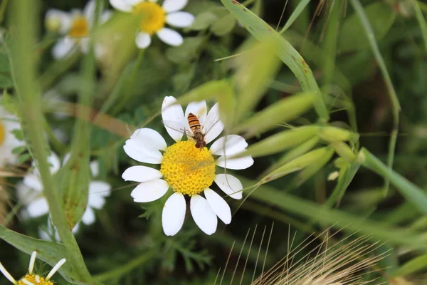 Pollination Nature — Stockfoto