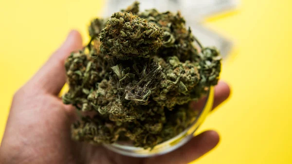 Controleren Van Verse Marihuana Knoppen Mannelijke Handen — Stockfoto