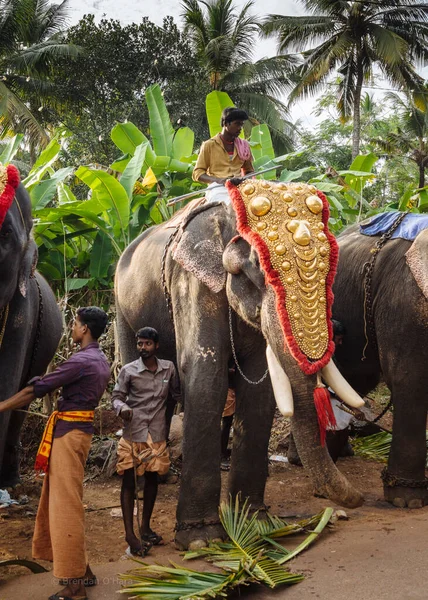 Elefant Beim Tempelfest Varkala Kerala Indien — Stockfoto
