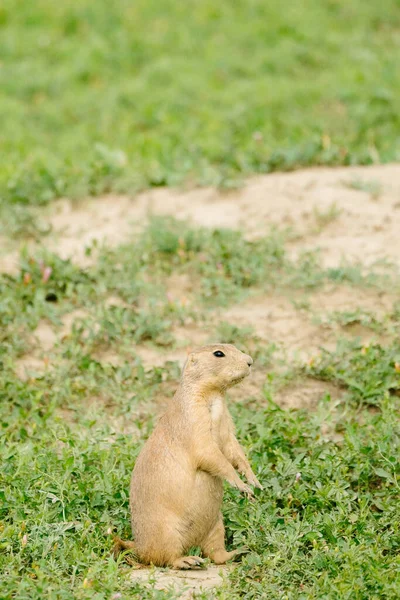 Closeup Portrait Prairie Dog Theodore Roosevelt National Park — Stock Photo, Image