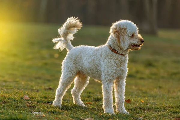 Witte Poedel Hond Buiten Groen Gras — Stockfoto