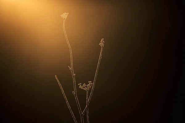 Primera Brillante Frío Amanecer Día Invierno Que Ilumina Una Planta — Foto de Stock