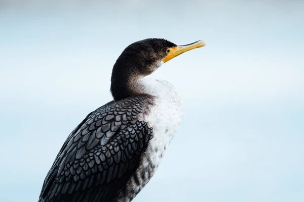 Closeup View Double Crested Cormorant Bird Seattle Washington — Stock Photo, Image