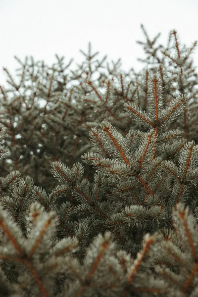 Fir Träd Grenar Närbild — Stockfoto