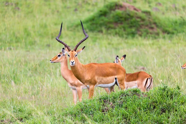 Lote Antílopes Impala Paisagem Grama Savana Queniana — Fotografia de Stock