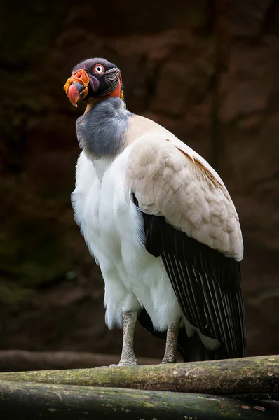 Big Bird Sarcoramphus Papa Beautiful Condor — Fotografia de Stock