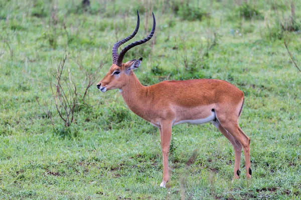 Багато Антилоп Impala Зеленому Ландшафті Кенійської Савани — стокове фото