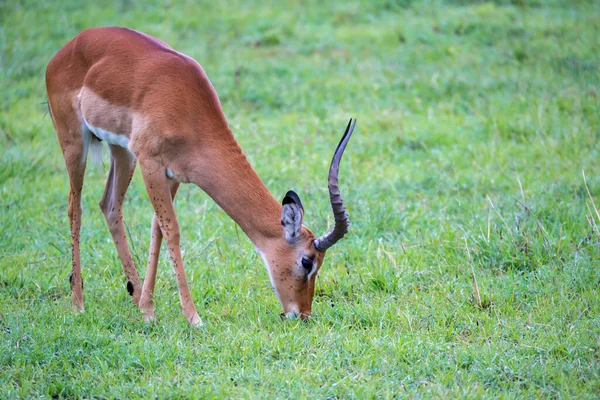 Impala Familj Ett Gräs Landskap Den Kenyanska Savannen — Stockfoto