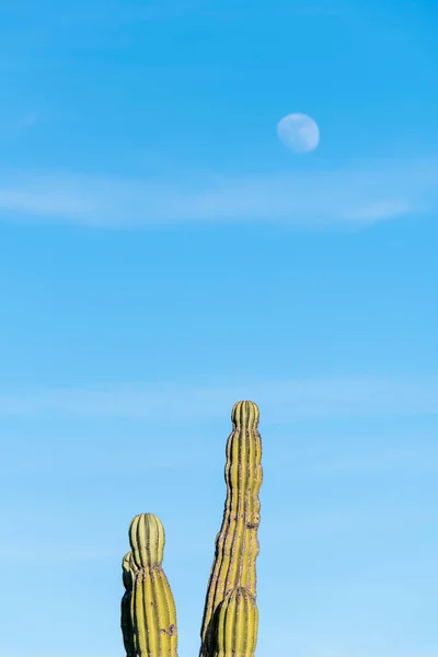 Cacto Contra Céu Azul Com Uma Lua Cheia — Fotografia de Stock