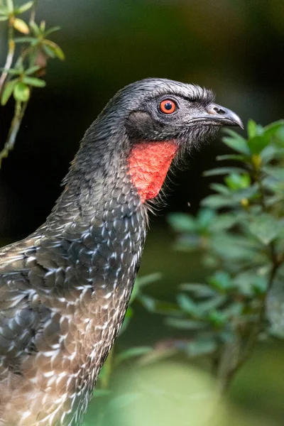 Beautiful black tropical bird with red throat on green Atlantic Rainforest, Serrinha do Alambari, Mantiqueira Mountains, Rio de Janeiro, Brazil