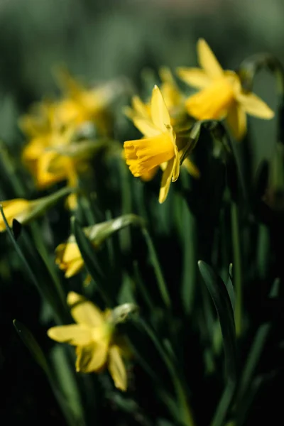 Närbild Färska Blommor — Stockfoto