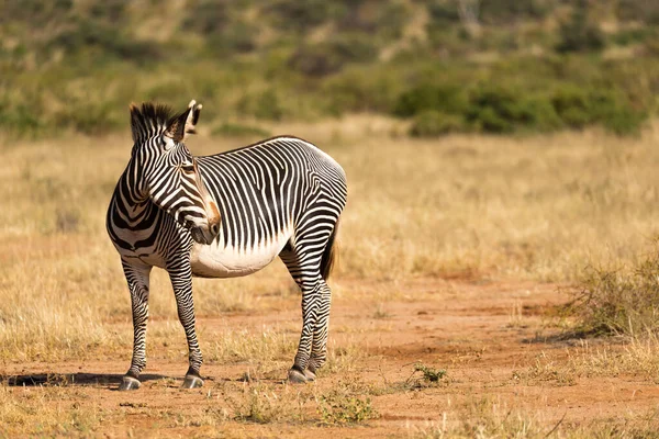 Cebra Grevy Está Pastando Campo Samburu Kenia — Foto de Stock