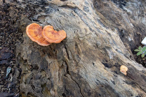 Champiñones Creciendo Tronco Árbol Muerto —  Fotos de Stock