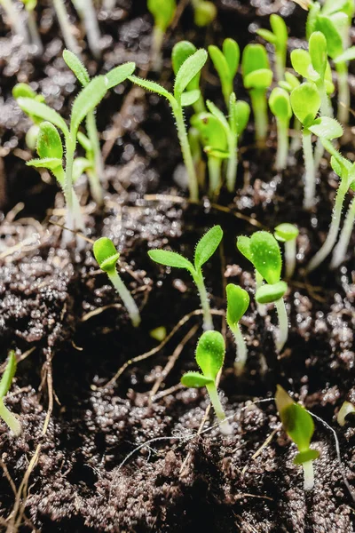 Jardinage Urbain Cultiver Des Légumes Maison Arugula Baby Plants Super — Photo