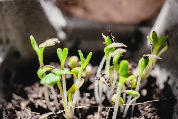 Urban Gardening Gemüseanbau Hause Basilikum Babypflanzen Gesunde Supernahrung Kokosnusssubstrat — Stockfoto