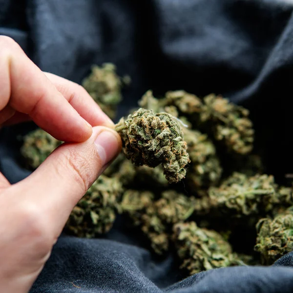 Medizinisches Marihuana Und Die Legalisierung Von Marihuana Der Welt — Stockfoto