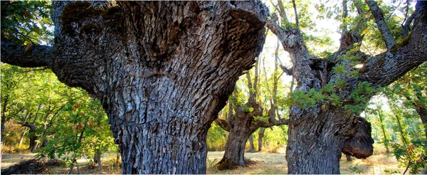 Quercus Robur Közönséges Tölgy Karballo Tölgy Cajiga Vagy Kőris Tölgy — Stock Fotó