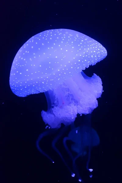 속에서 빛나는 해파리 — 스톡 사진