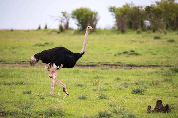 ケニアのサバンナから一羽のオスのオストリッチ鳥が草の風景を駆け抜ける — ストック写真